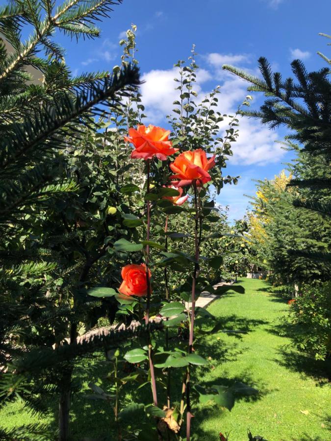 Vila Panorama Voskopoje Hotel Екстериор снимка